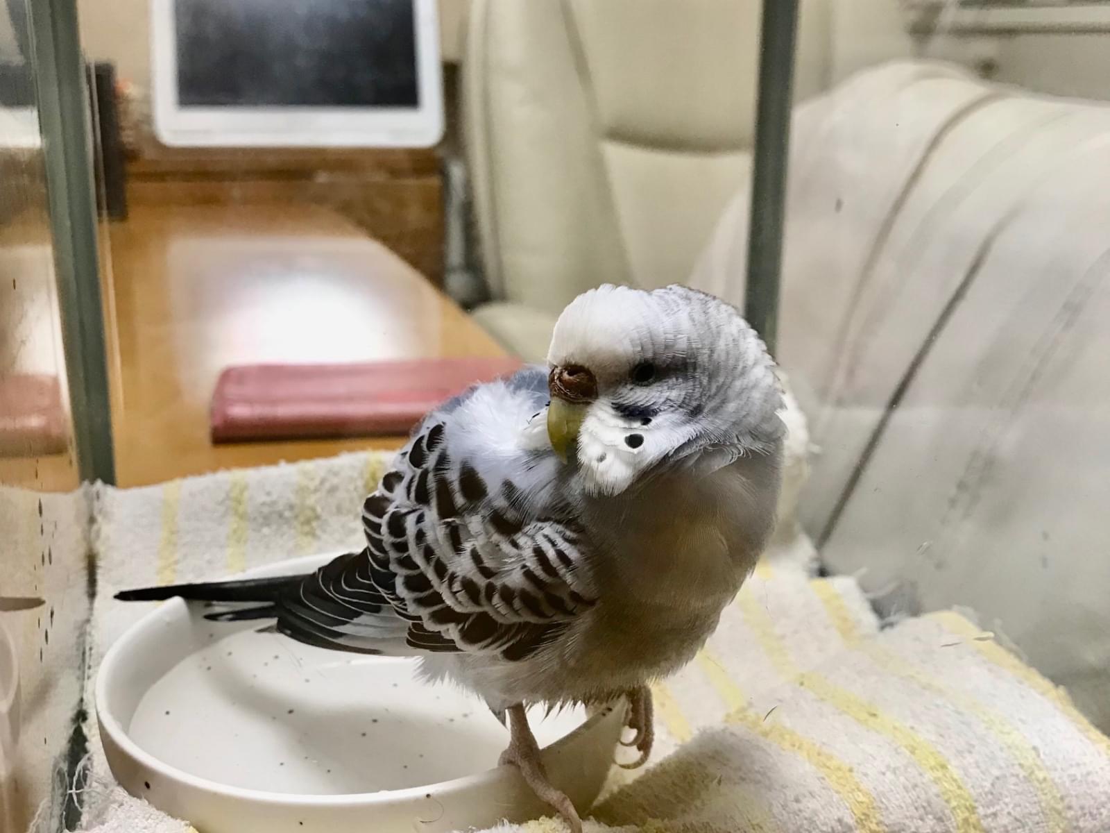 保護された鳥 保護された鳥