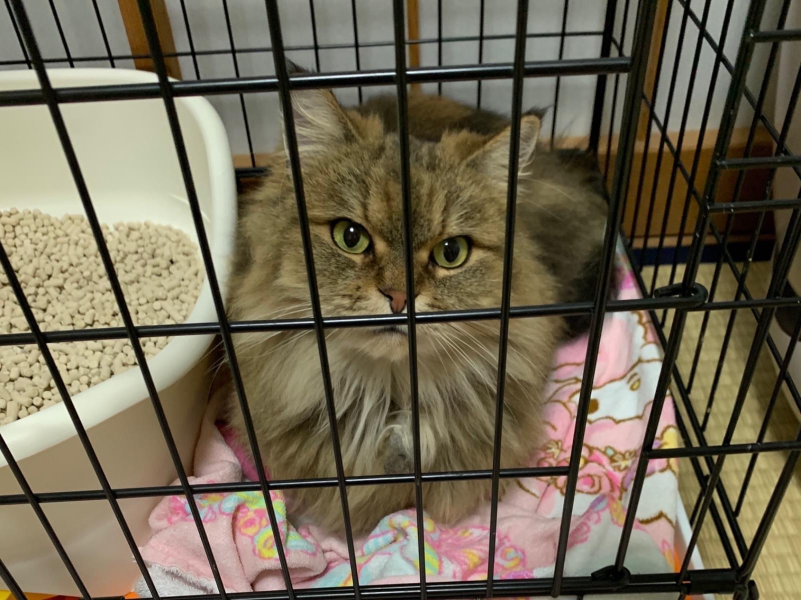 保護された猫 保護された猫