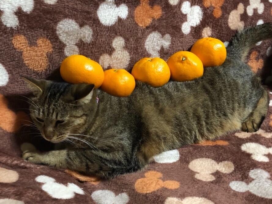 ののちゃん ののちゃん
