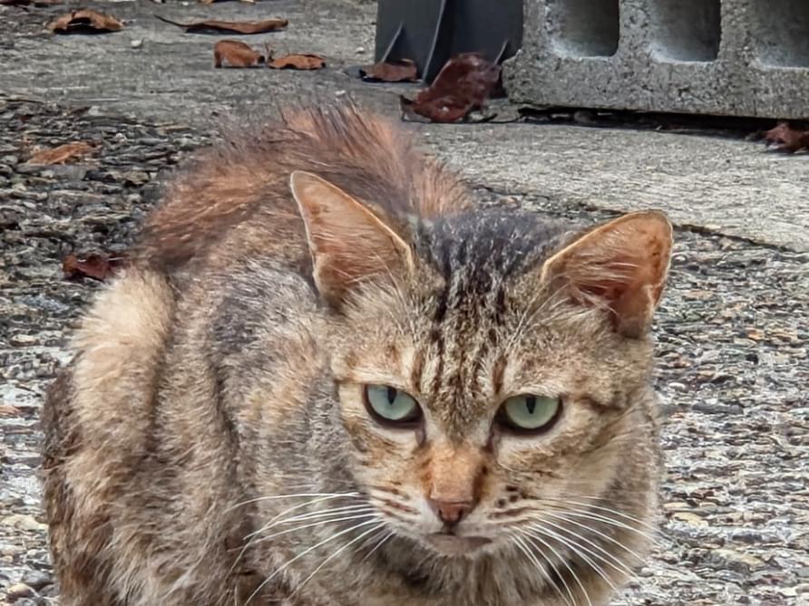 目撃された猫 目撃された猫