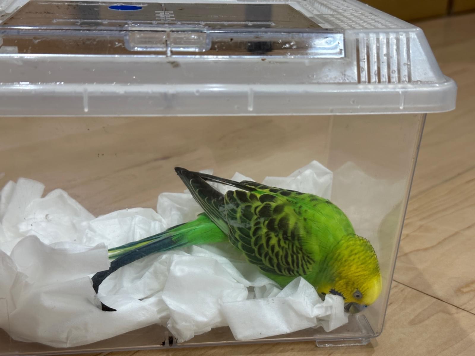 保護された鳥 保護された鳥
