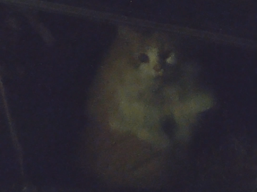目撃された猫 目撃された猫