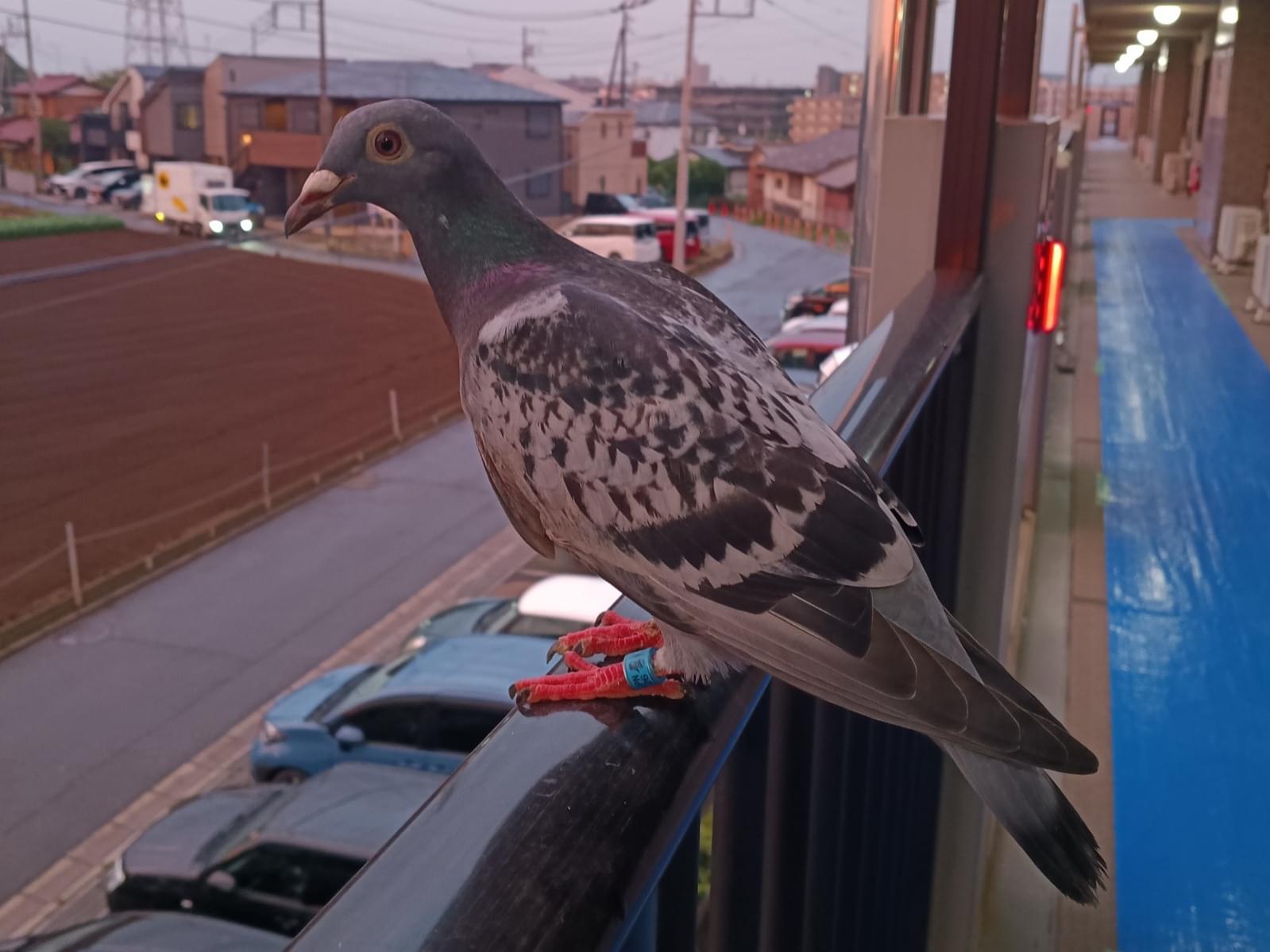 目撃された鳥