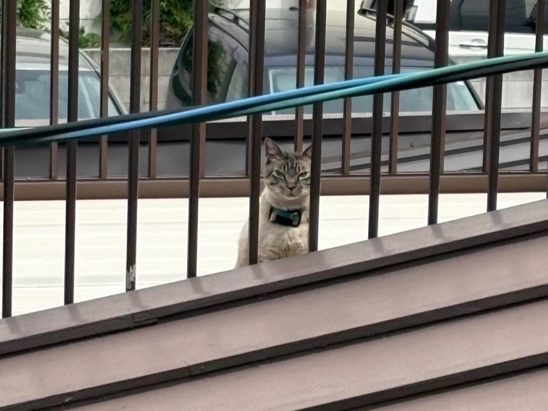 目撃された猫 目撃された猫