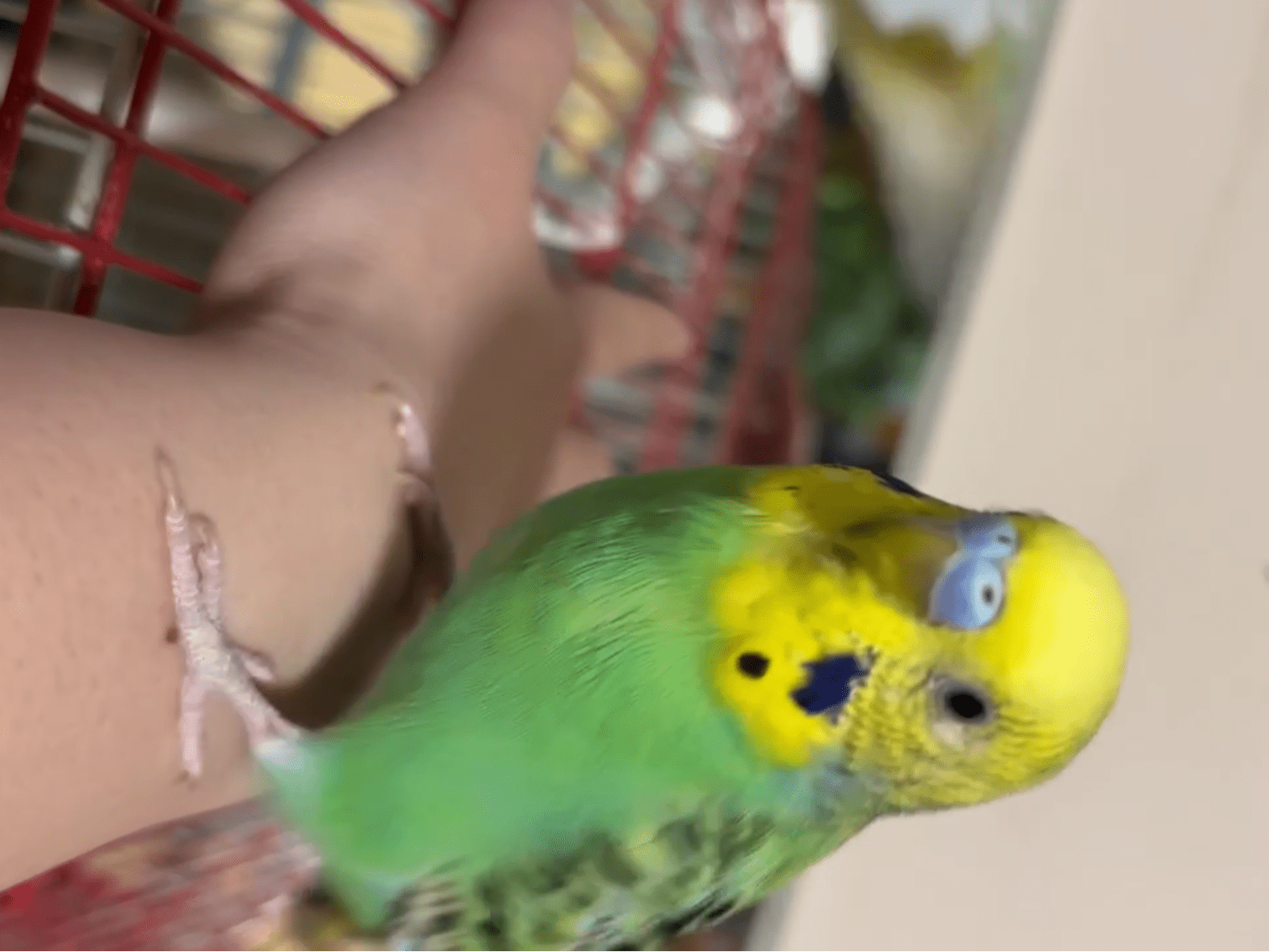 あおちゃん あおちゃん