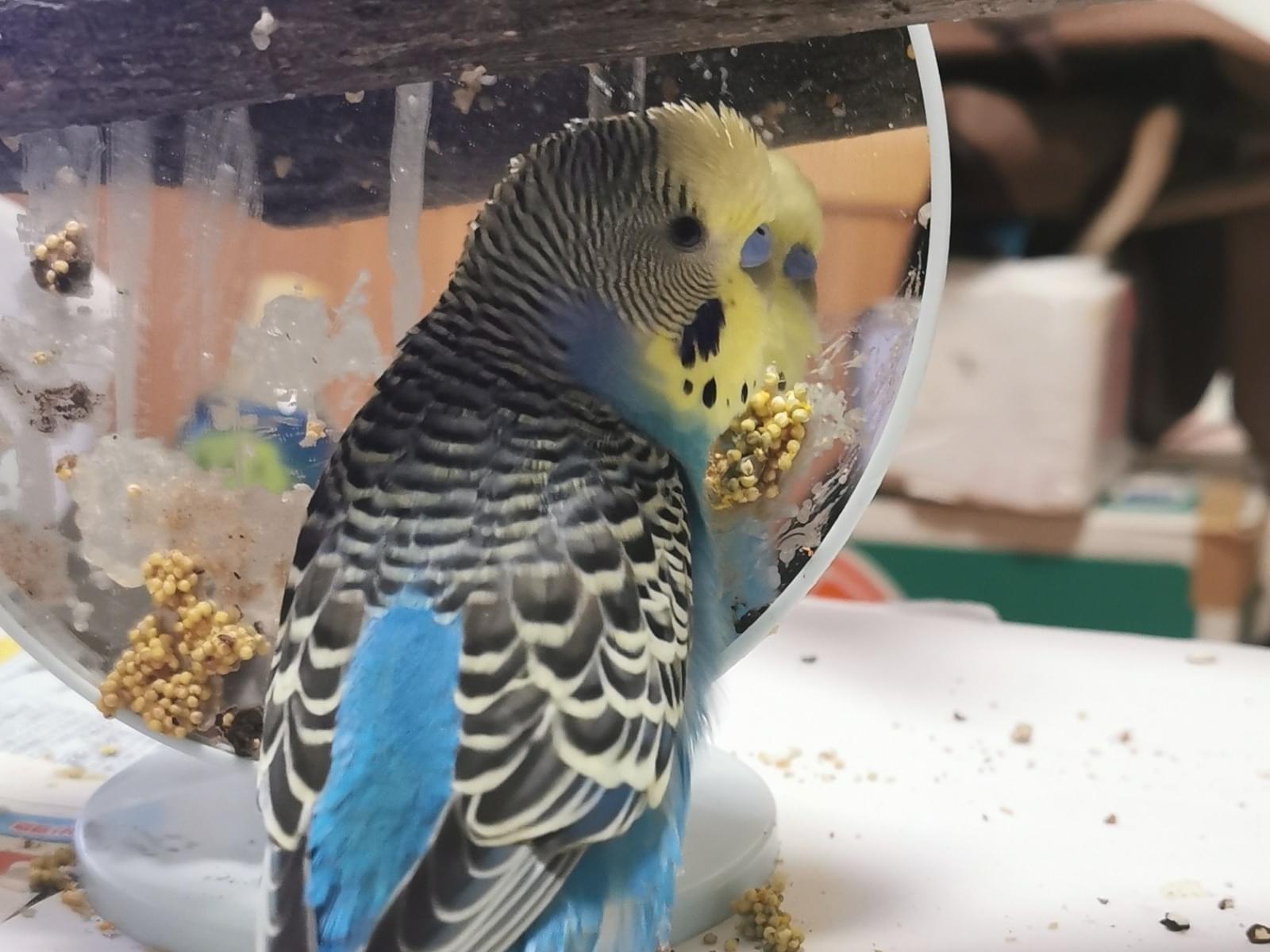 ハピちゃん