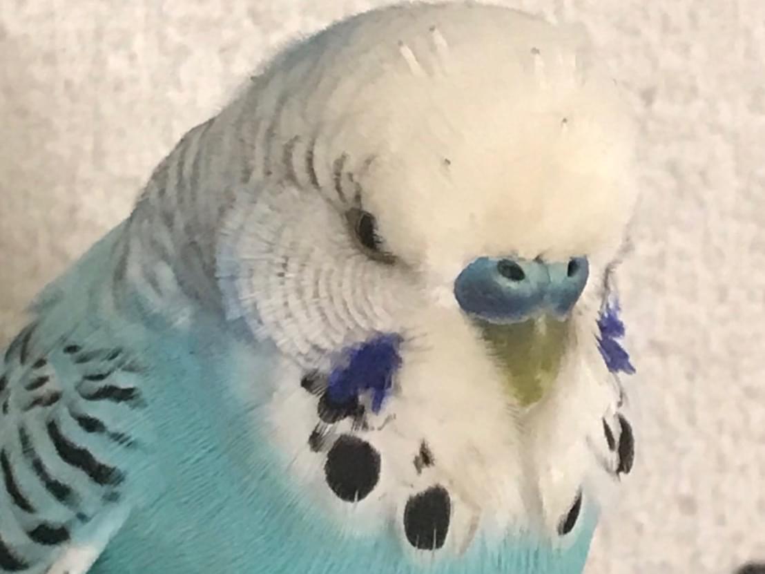 保護された鳥 保護された鳥
