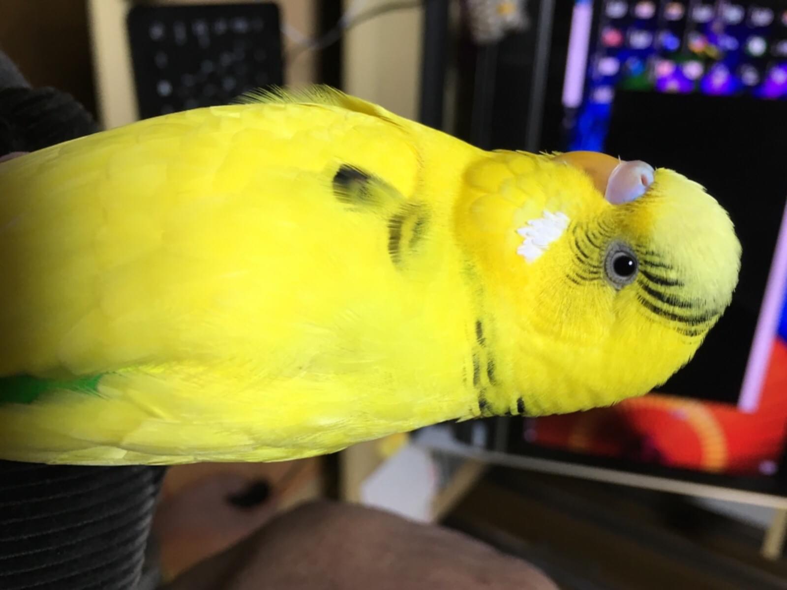 すずきぴーちゃん すずきぴーちゃん