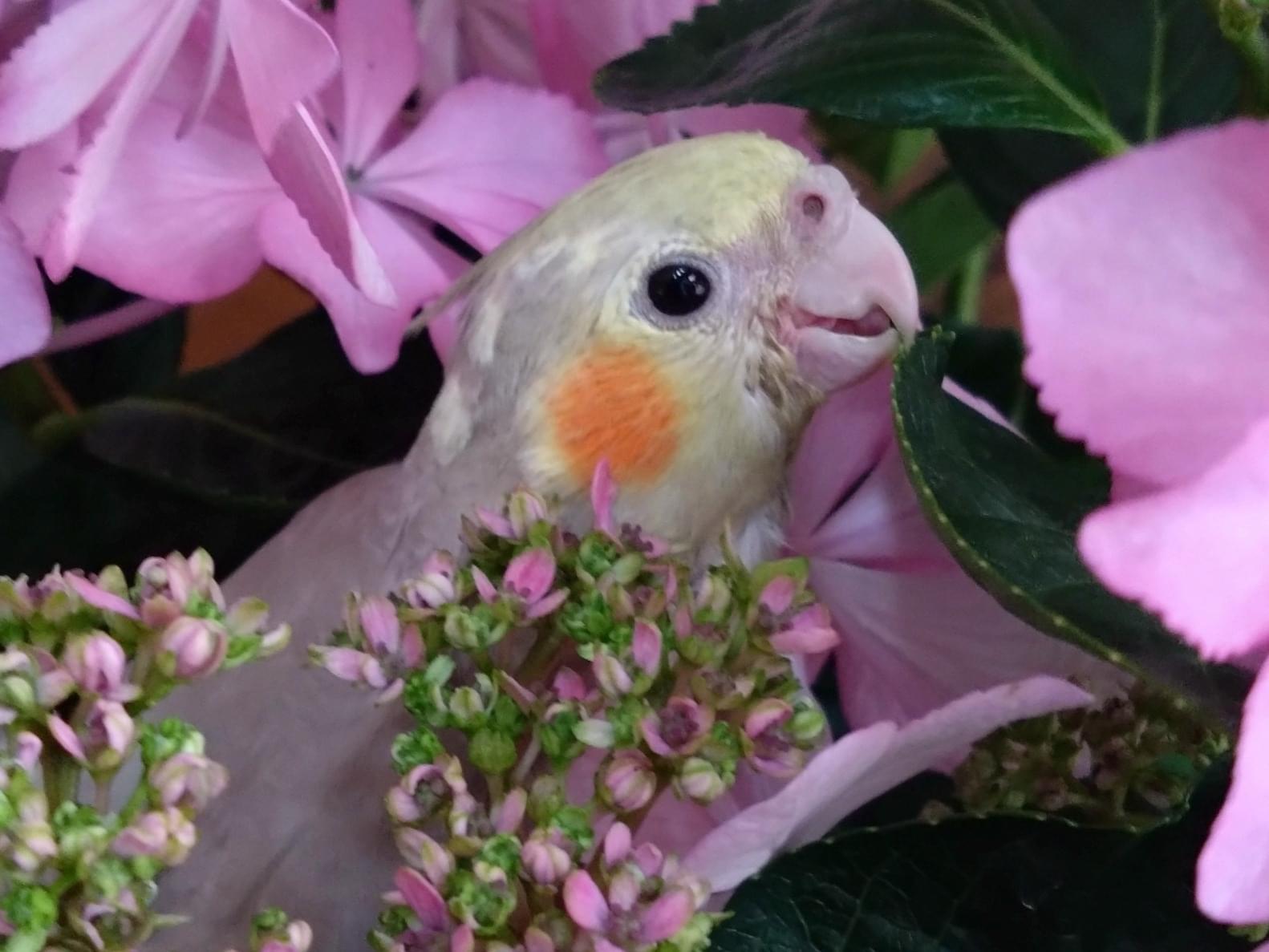 きなこちゃん
