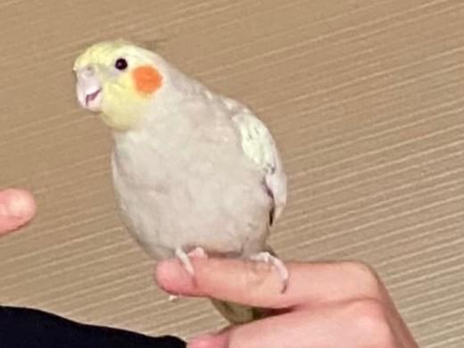 ビアンカちゃん ビアンカちゃん