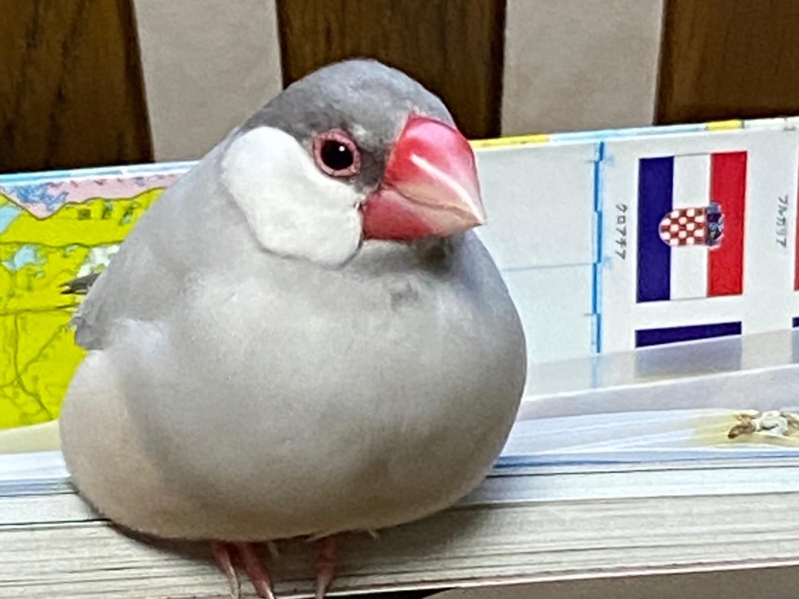 ぐーちゃん ぐーちゃん