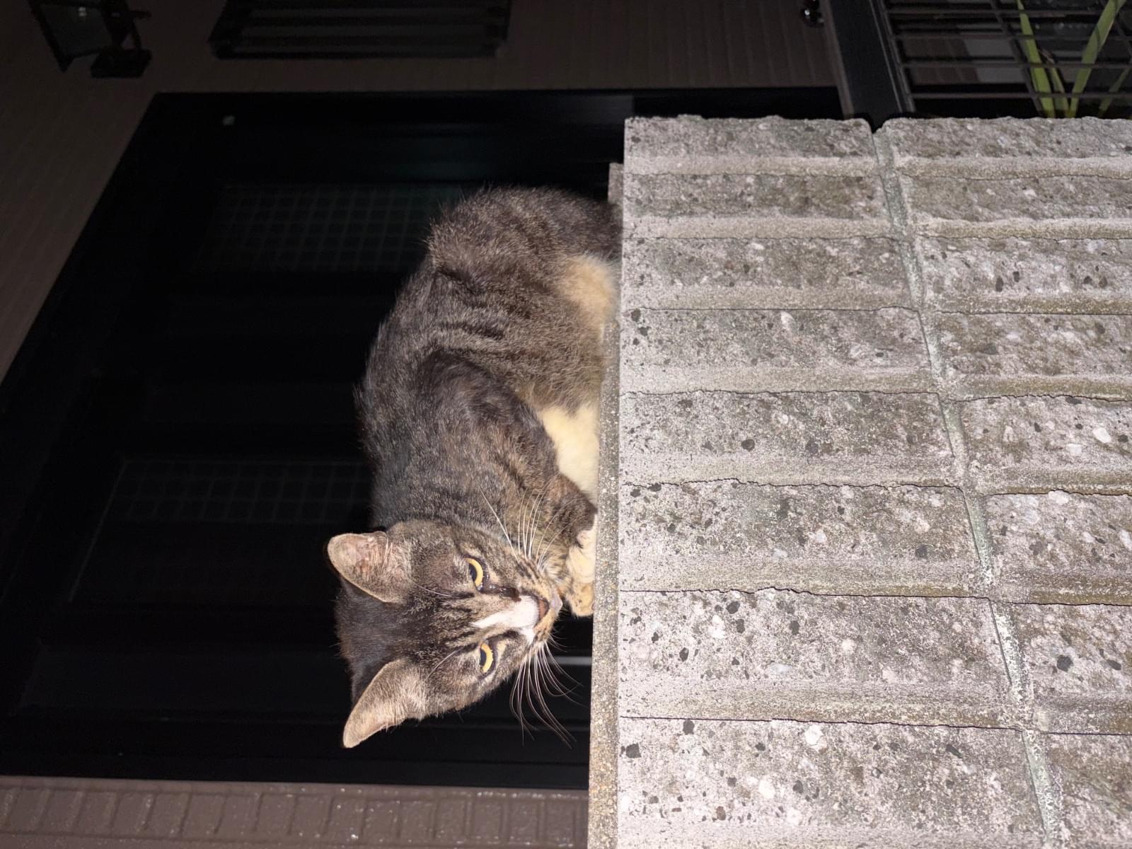 目撃された猫