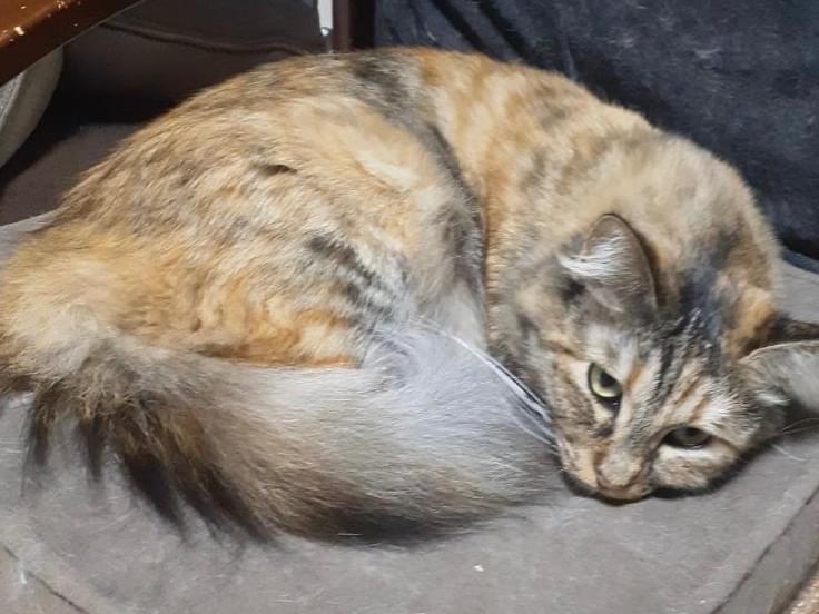 キットちゃん