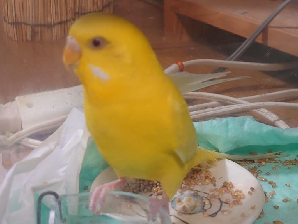 保護された鳥 保護された鳥