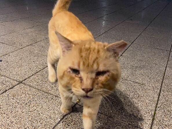 目撃された猫 目撃された猫