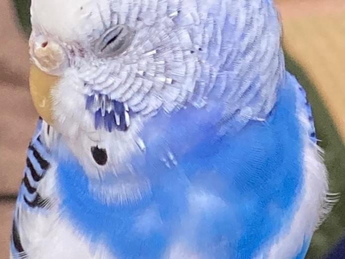 ぴーちゃん ぴーちゃん