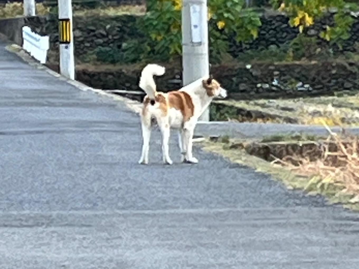 目撃された犬 目撃された犬