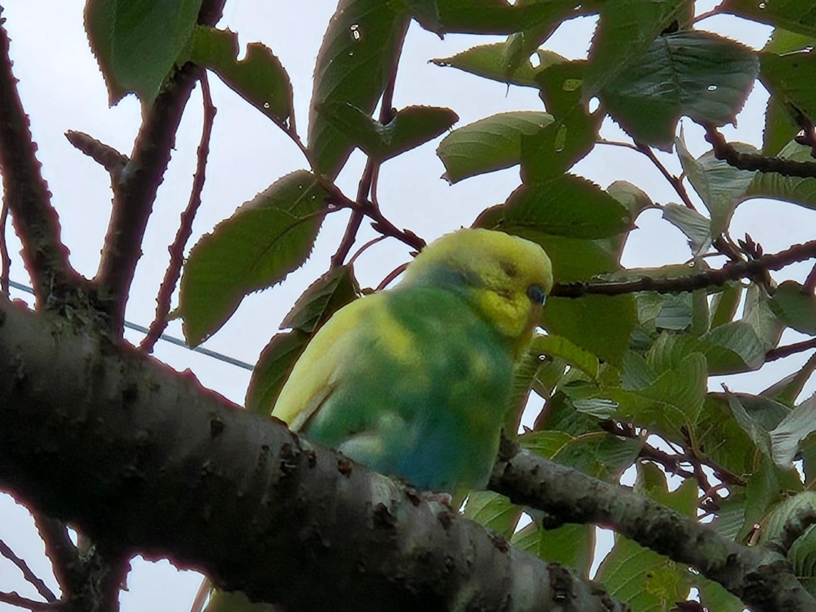 目撃された鳥 目撃された鳥