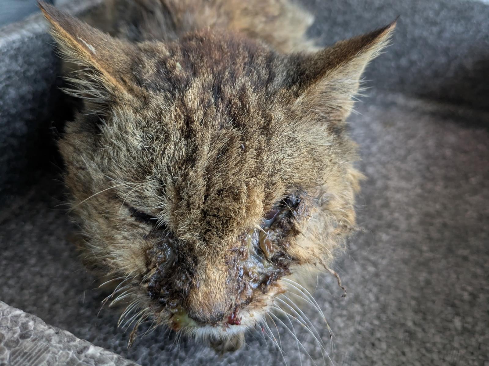 保護された猫 保護された猫