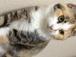 三毛猫雑種、メス、避妊済み、尻尾短い