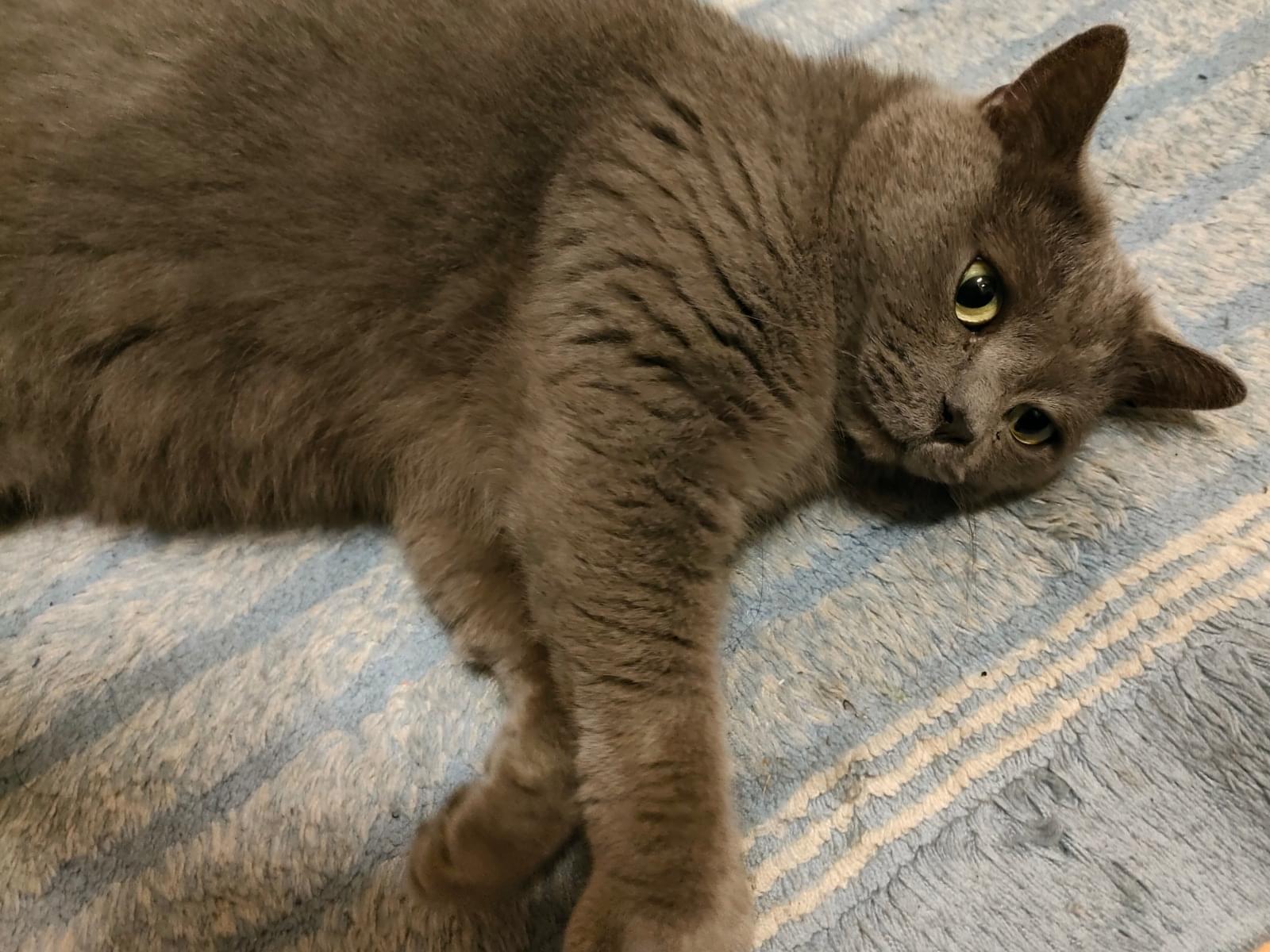 保護された猫 保護された猫