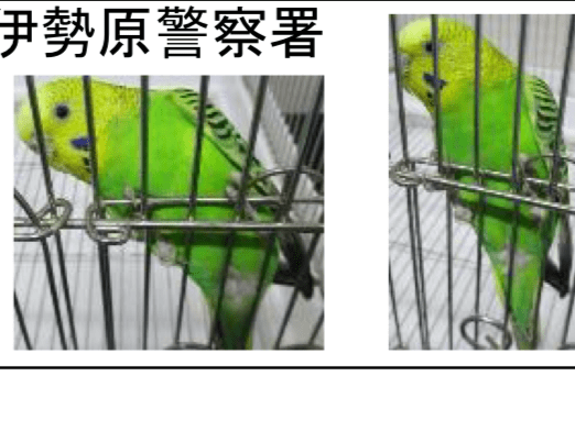 目撃された鳥 目撃された鳥