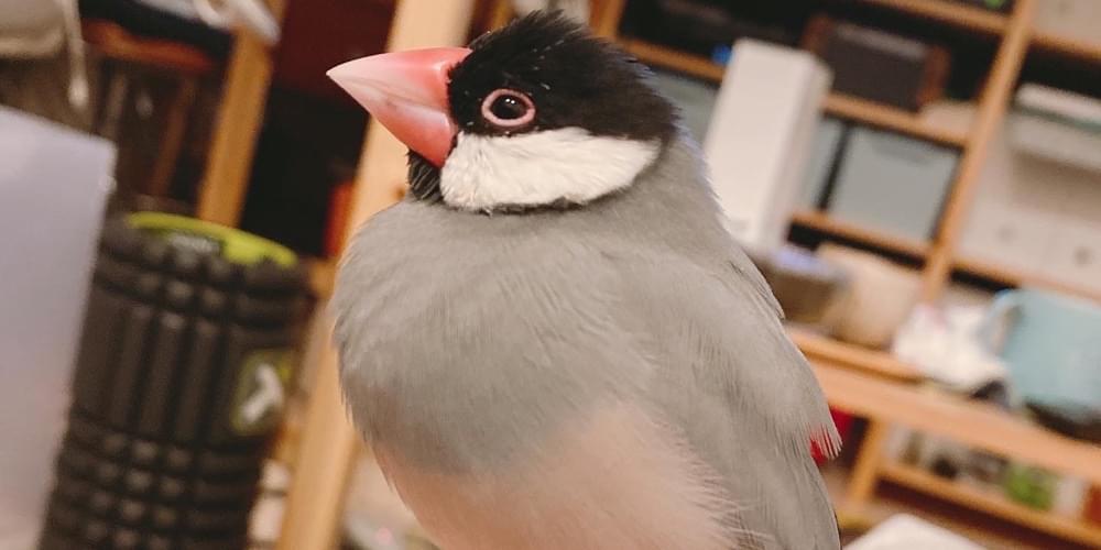 リピーター様⭐︎むつ文鳥 oto uta𓂃 🕊⋆͛🕊 ͗ ͗ | 𓅫 ͗ ͗ 7月9日(水) 今日もお留守番