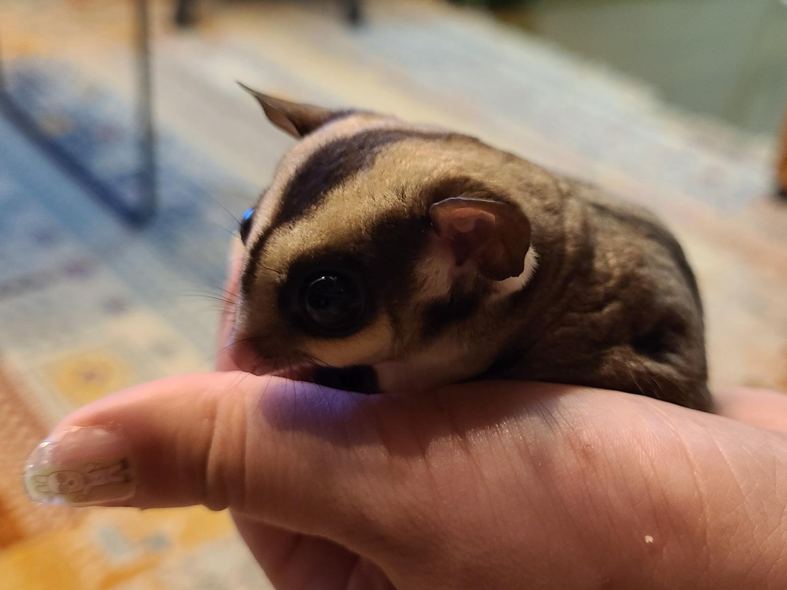 イグウちゃん イグウちゃん