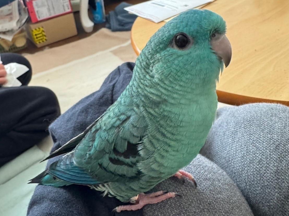 ぱあるちゃん ぱあるちゃん