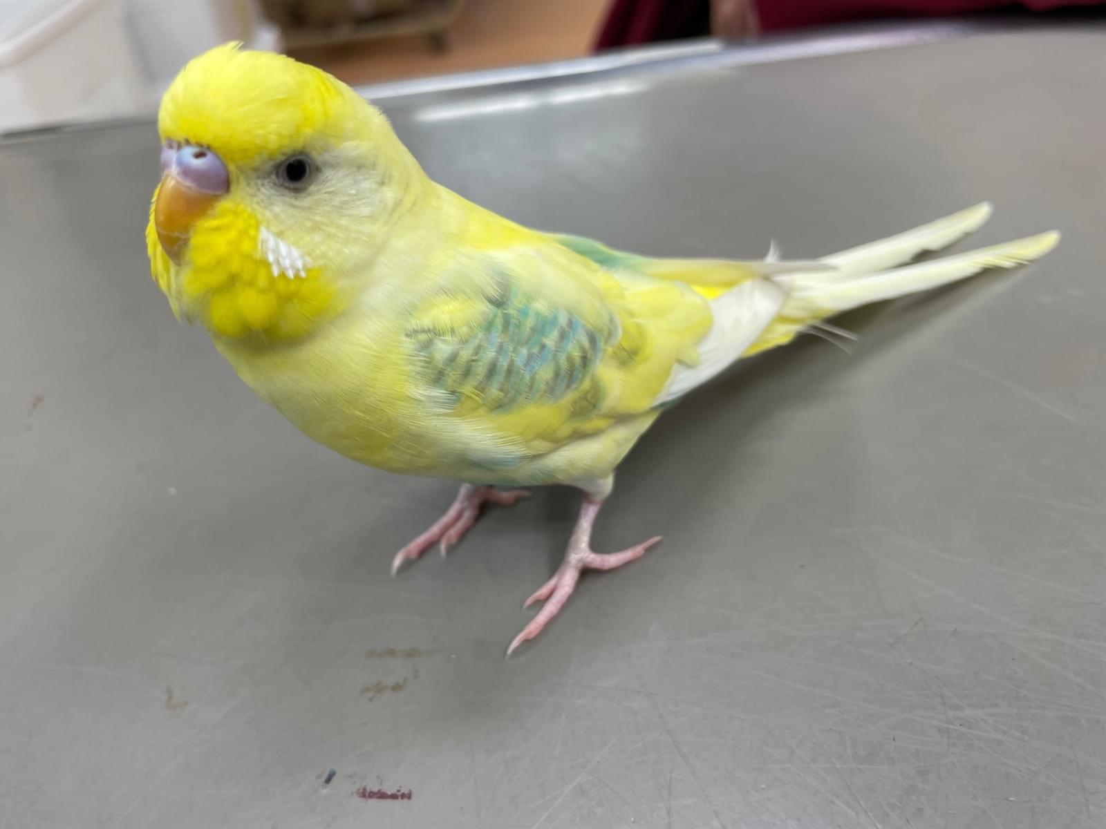 保護された鳥 保護された鳥