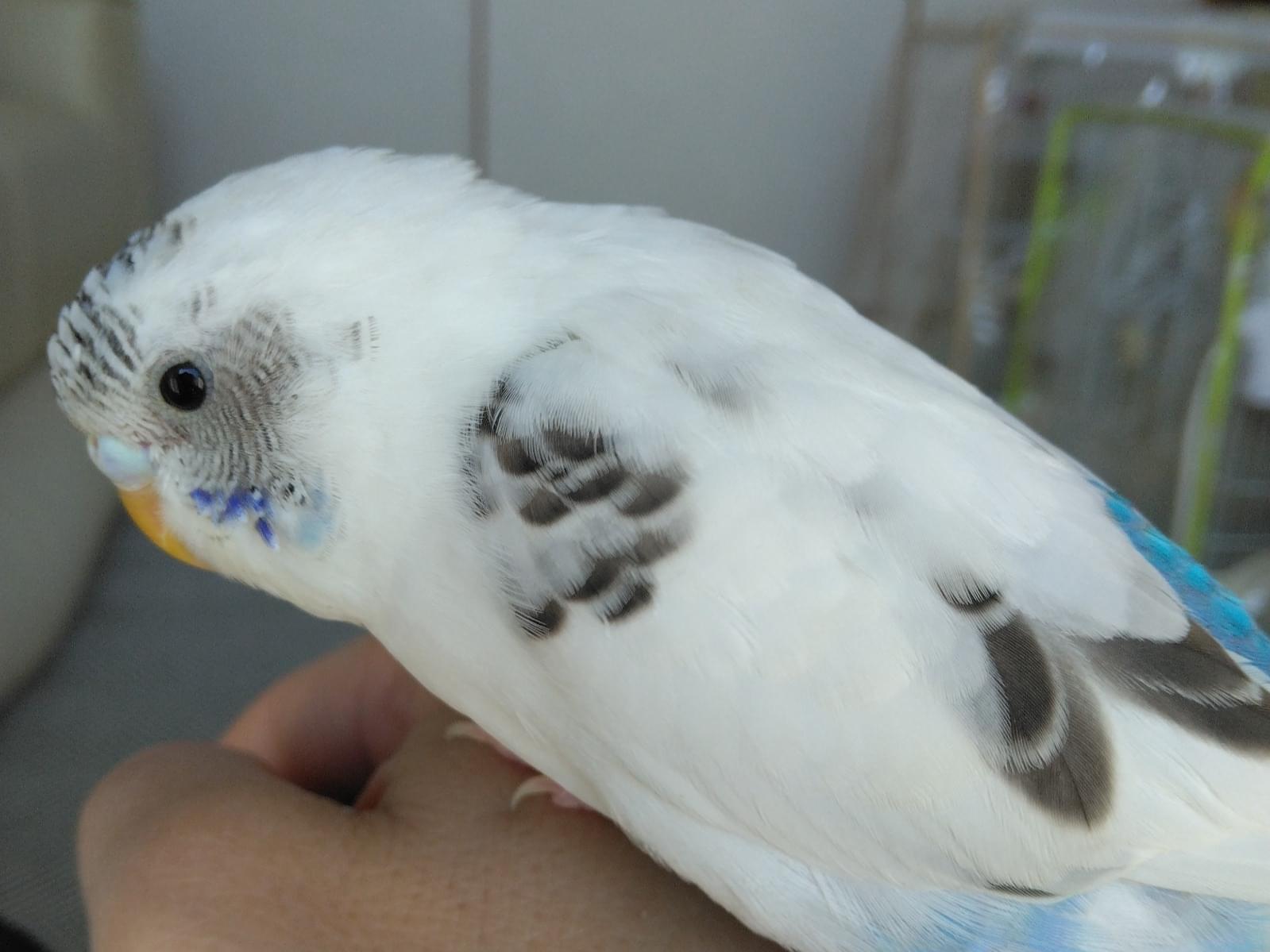 保護された鳥 保護された鳥