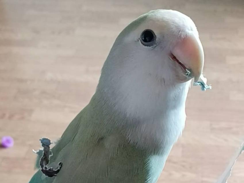 ももちゃん ももちゃん
