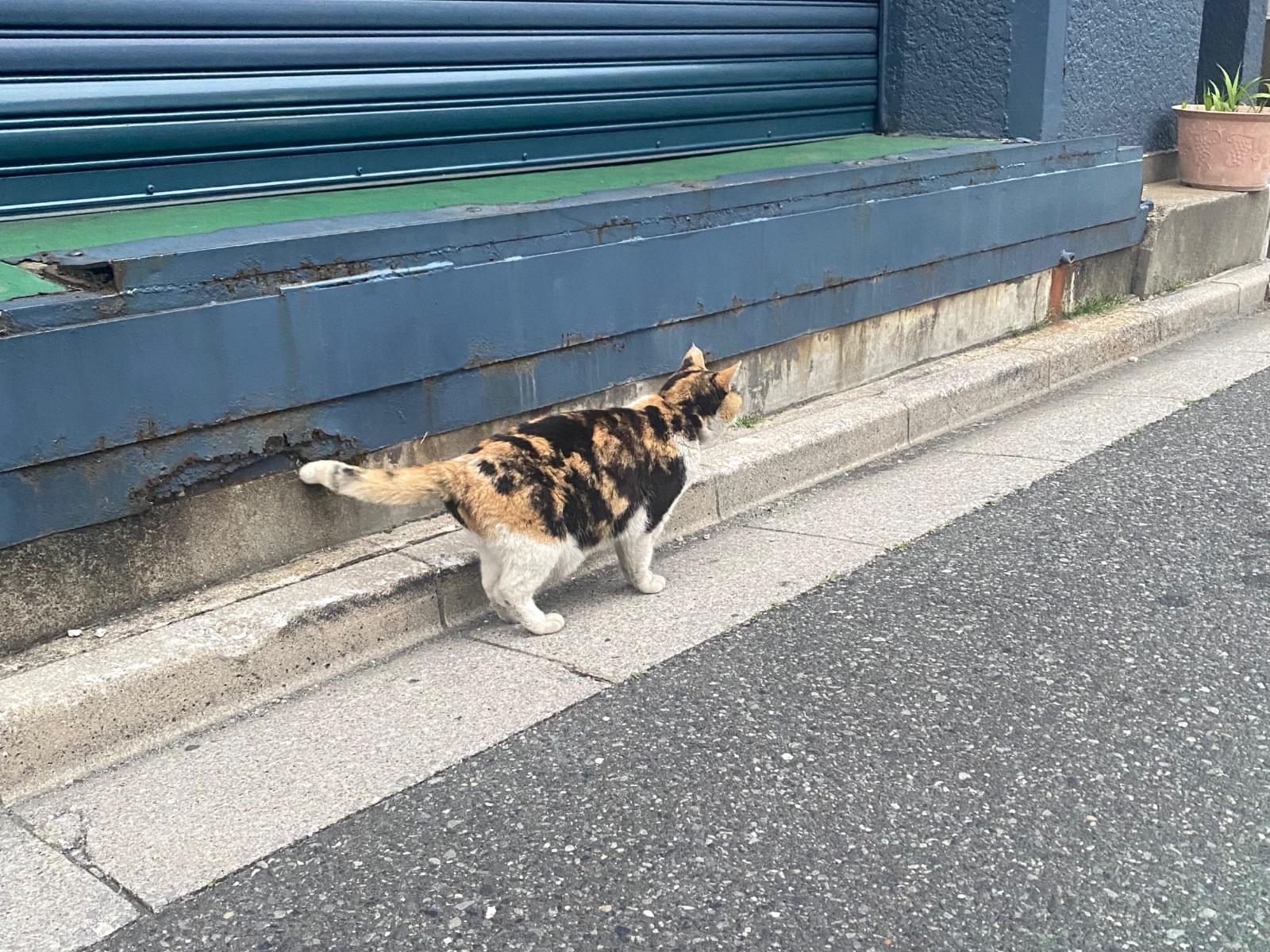 目撃された猫