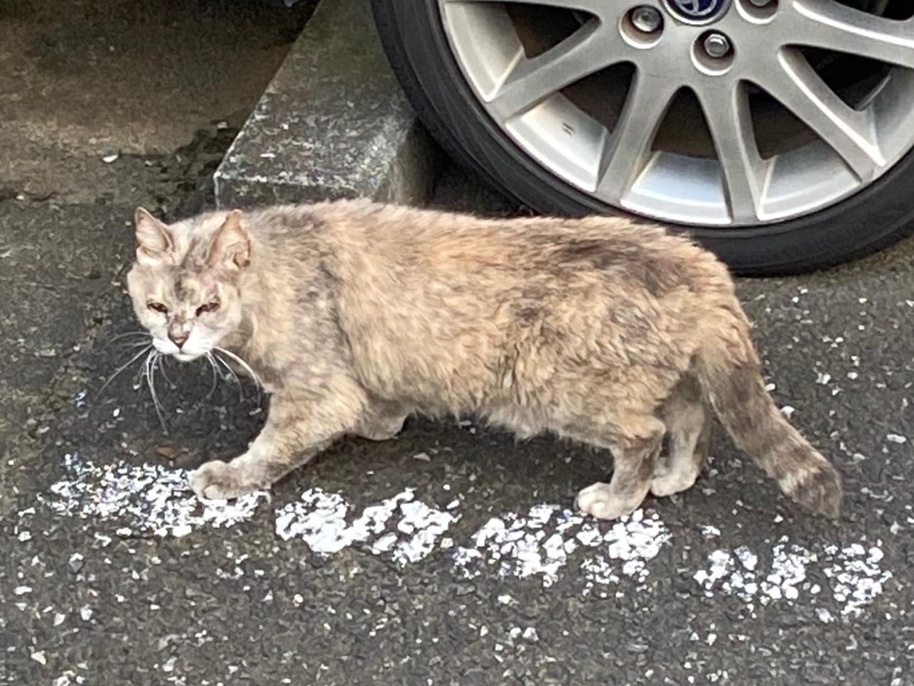 目撃された猫 目撃された猫