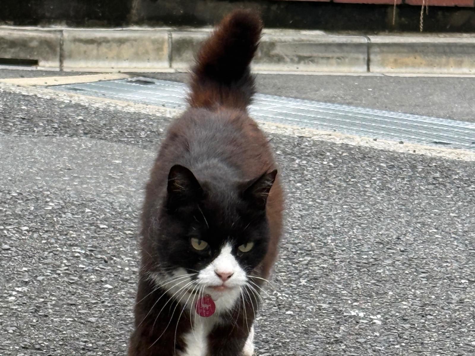 タマコちゃん タマコちゃん
