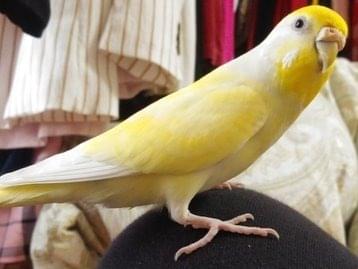 ぴーちゃん ぴーちゃん