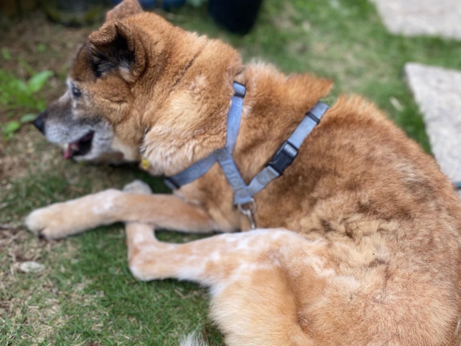 保護された犬 保護された犬
