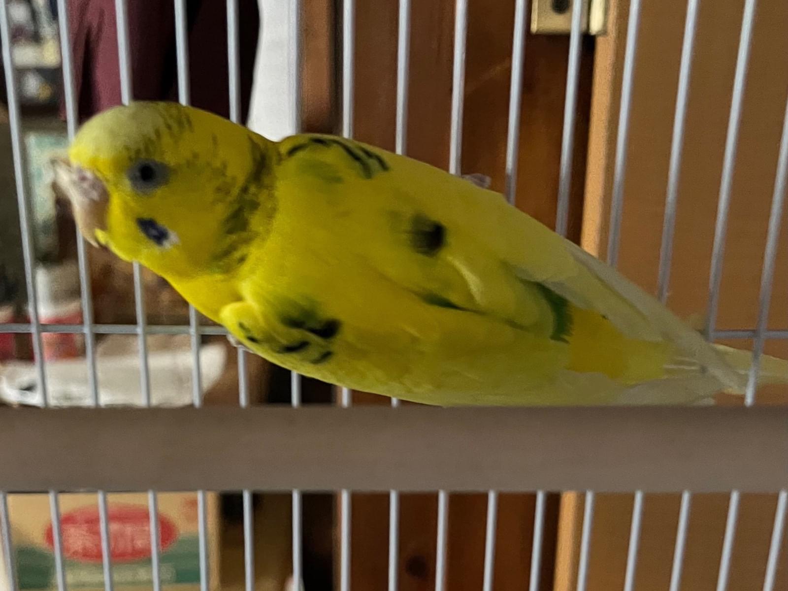 保護された鳥 保護された鳥
