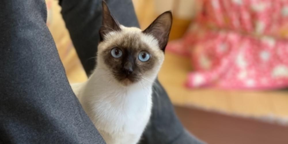 シャムミックスの猫を探しています