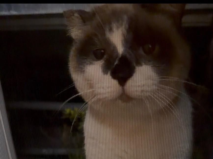 目撃された猫 目撃された猫