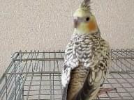 ぽんちゃん ぽんちゃん