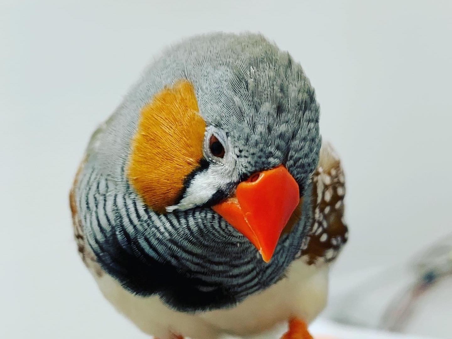 きんちゃん きんちゃん