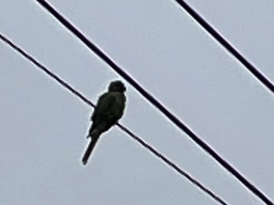 目撃された鳥 目撃された鳥