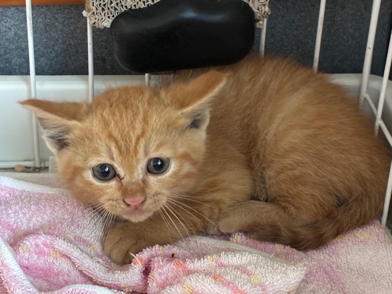 保護された猫