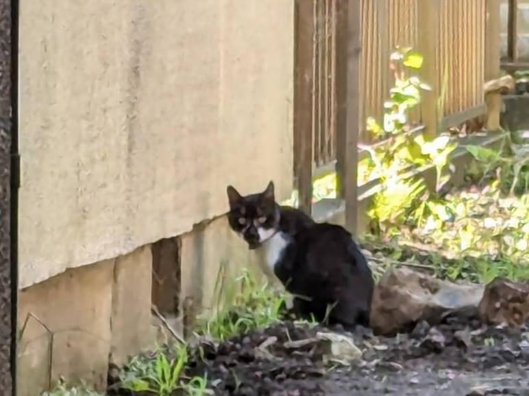 目撃された猫 目撃された猫