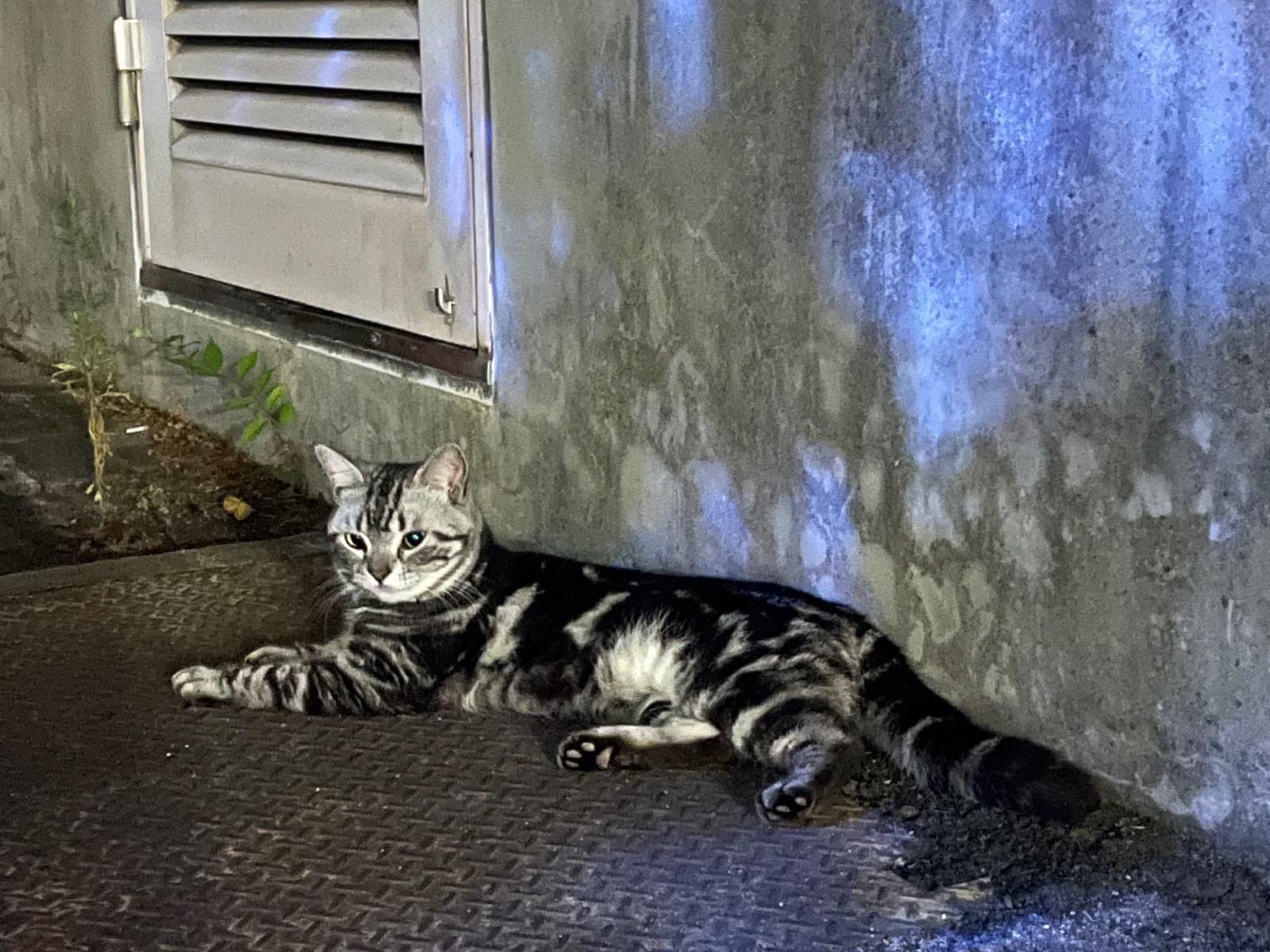 目撃された猫 目撃された猫