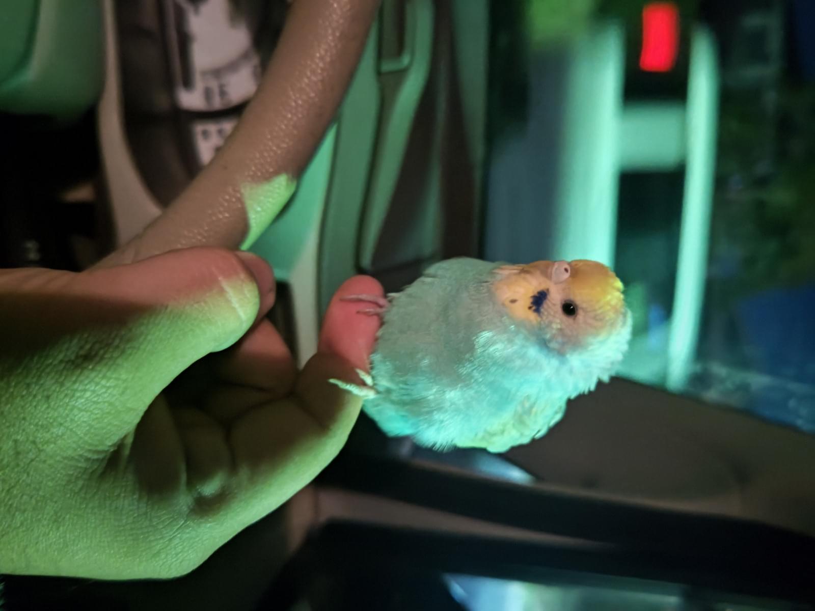 保護された鳥 保護された鳥