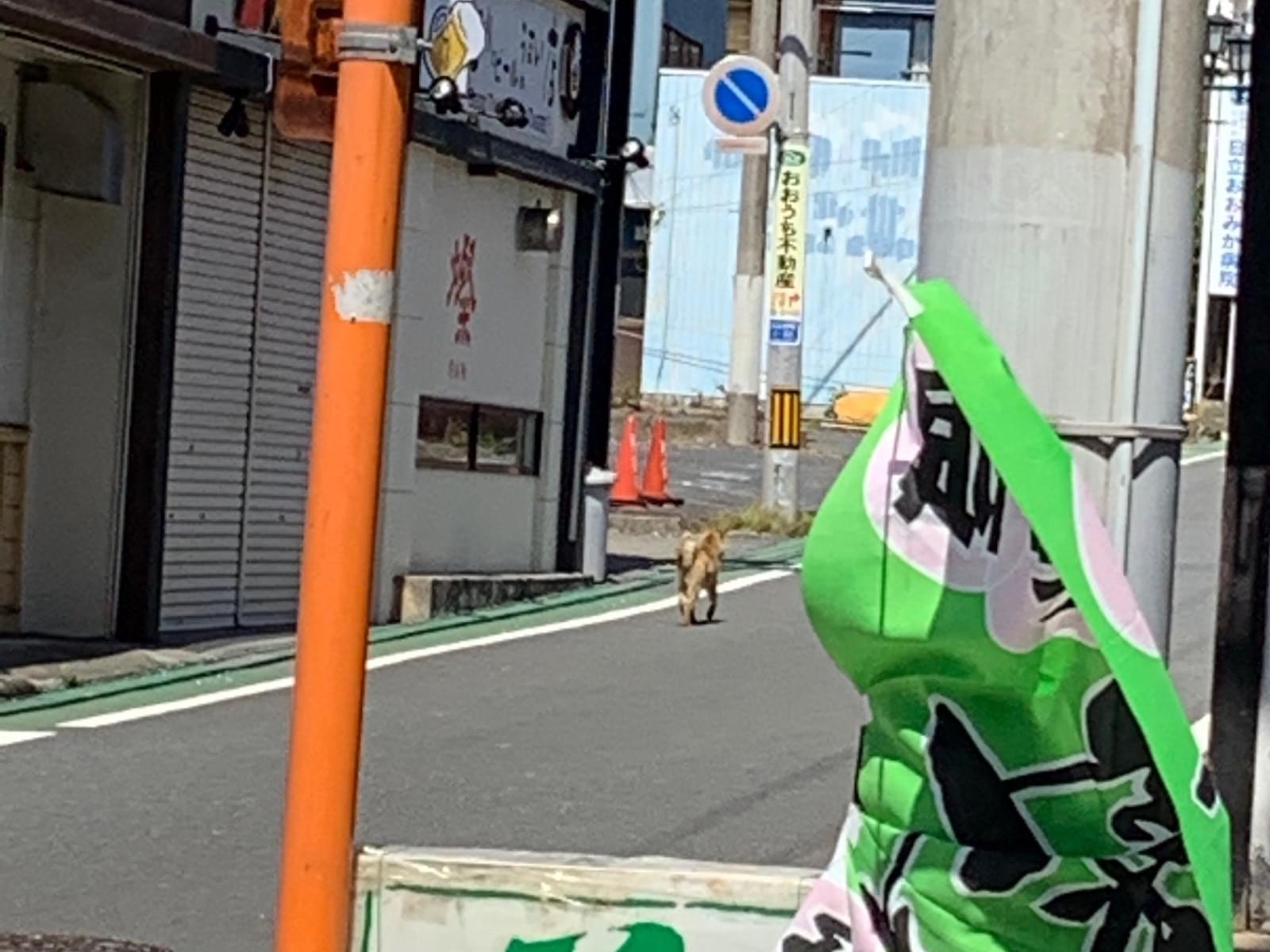 目撃された犬 目撃された犬