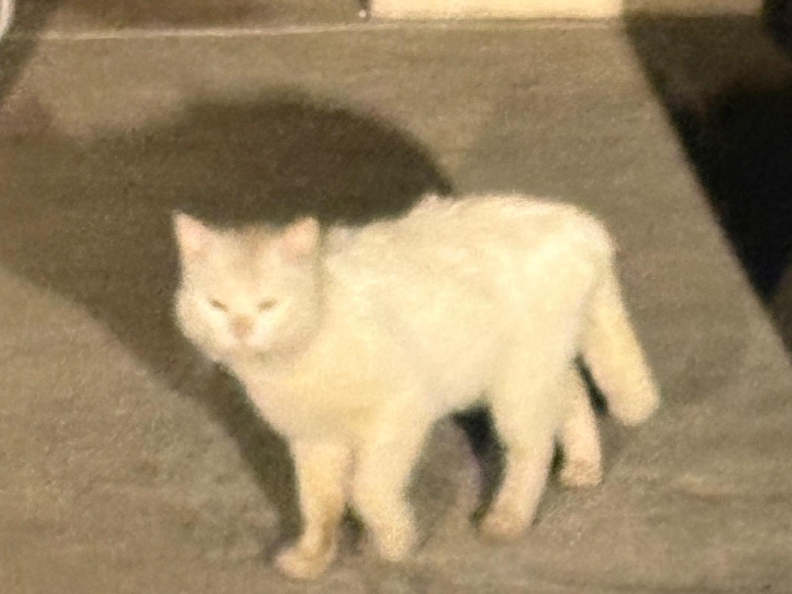 目撃された猫 目撃された猫