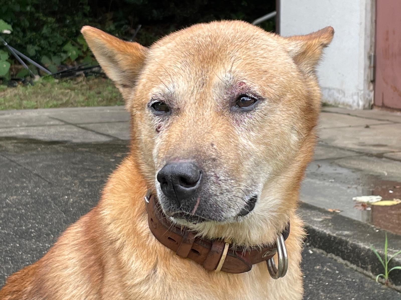 保護された犬 保護された犬